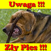 Awatar użytkownika