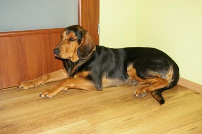 Nuta