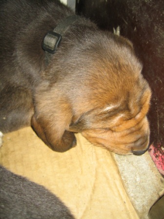 shar pei:)