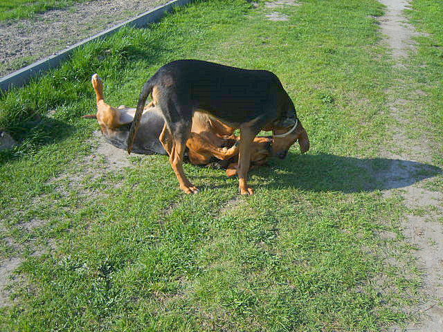 KUSY I SZAFIR 2010 043.jpg