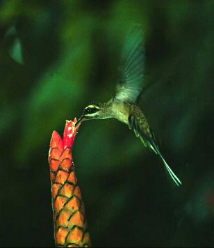 With Humming bird KS .jpg