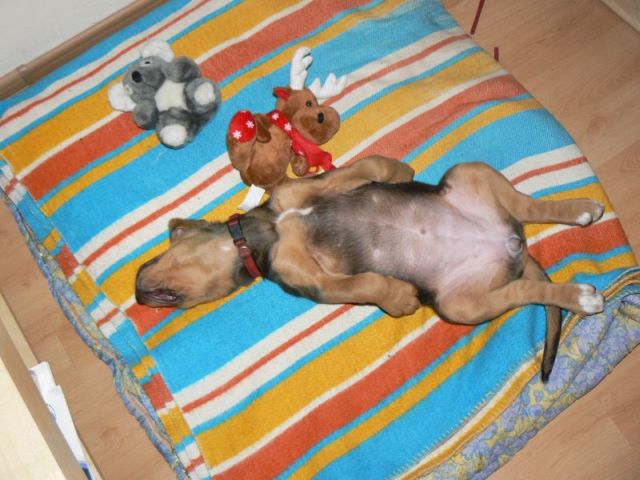 Kurczak :D