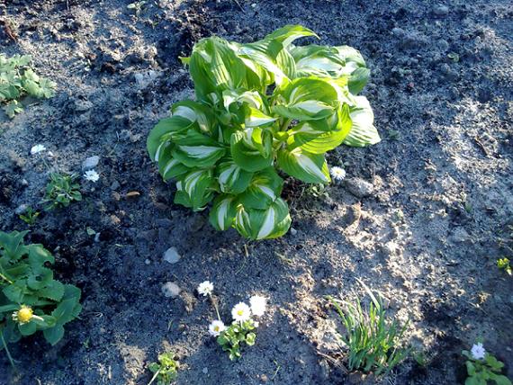Hosta
