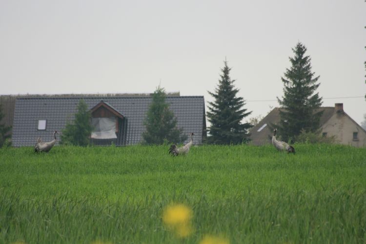i wypatrzyła 50 km przed Gorajem