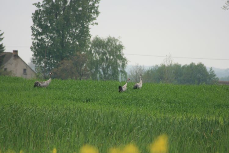 klubowa 2010 019.jpg