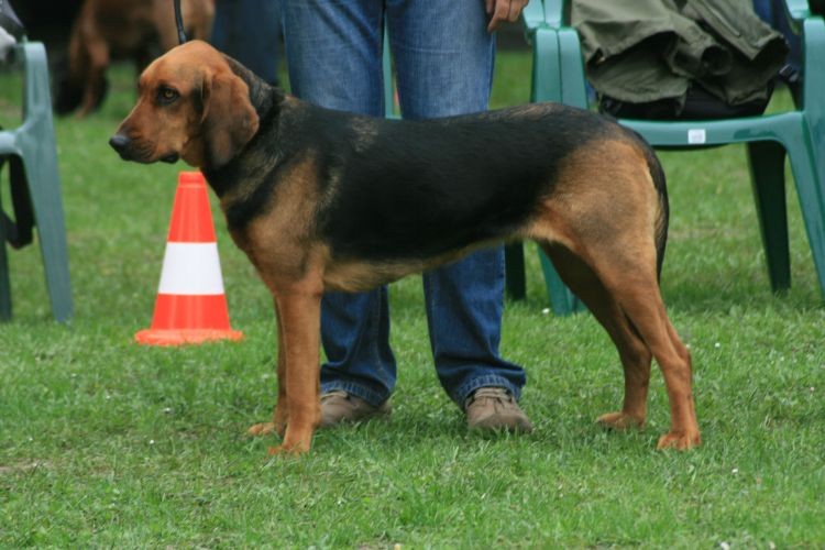 TRASZKA
