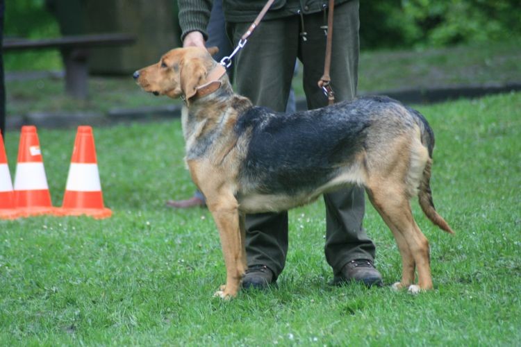 JARA