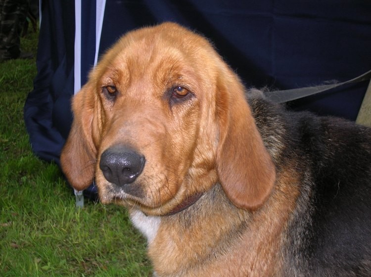 Cięta