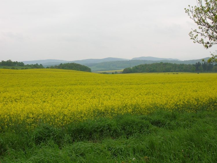 Okolice Strzegomia