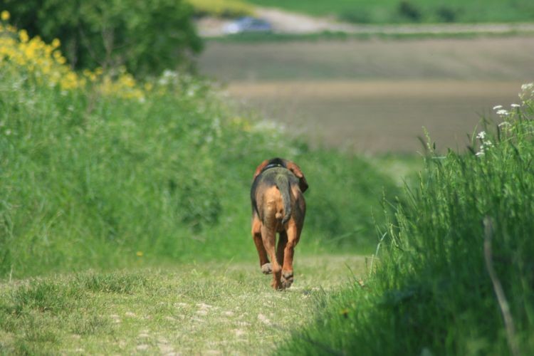 Zagaj stał się na moment Gochą, po wyjściu z rzepaku przesianie sobie zrobił.