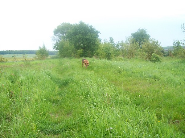 Obraz 005.jpg