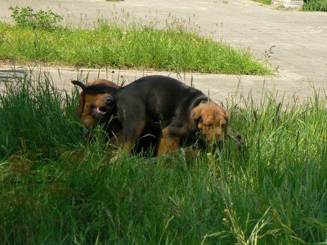 P1070619.jpg