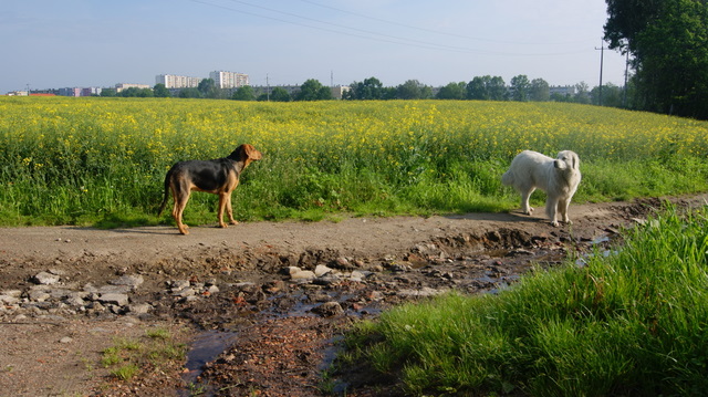 ogar i pastuch