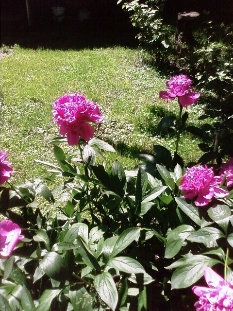 peonie 2010.jpg