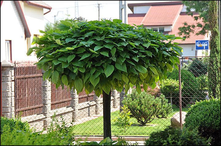 katalpa przed domem