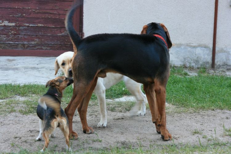 Sprawdzacie czy mam 2 jajka?<br />Jeszcze mam, ale moja pani mi życzy abym ich nie miał więc patrzcie i podziwiajcie bo może być różnie ;).