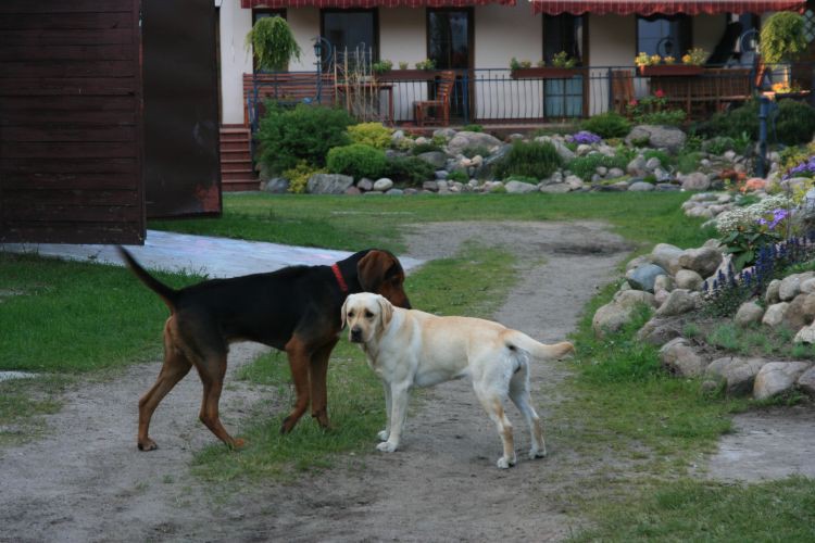 Casanova (mam nadzieję, że pies nie upodobnił się do swojego pana).