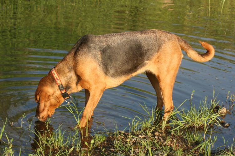 widzę ślimaki w wodzie
