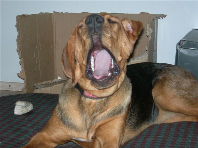 Szelma1.JPG