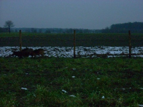 Dzizcza 3.JPG