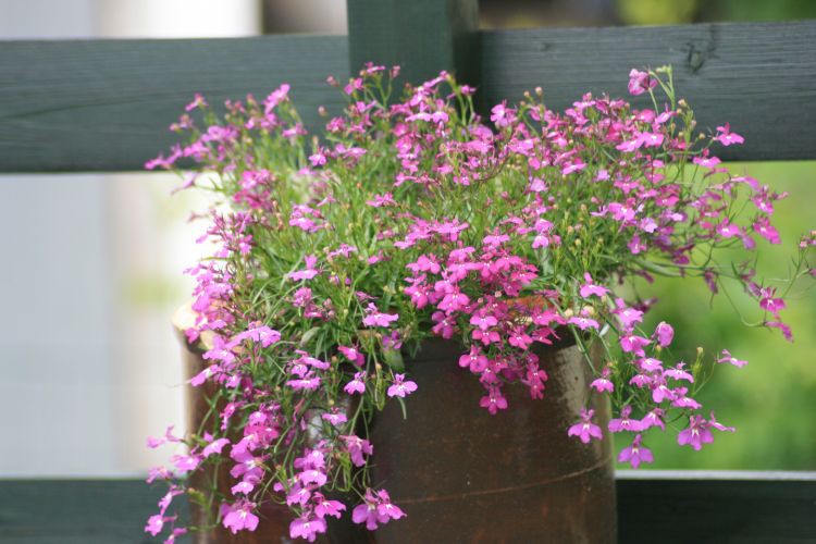 lobelia fioletowa dla mnie nowość