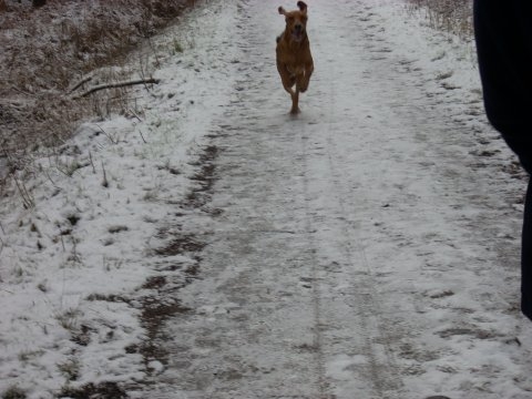biegnę pędzę-uszyska i jęzor wszystko pędzi