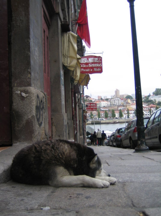 Portugalski husky w Porto