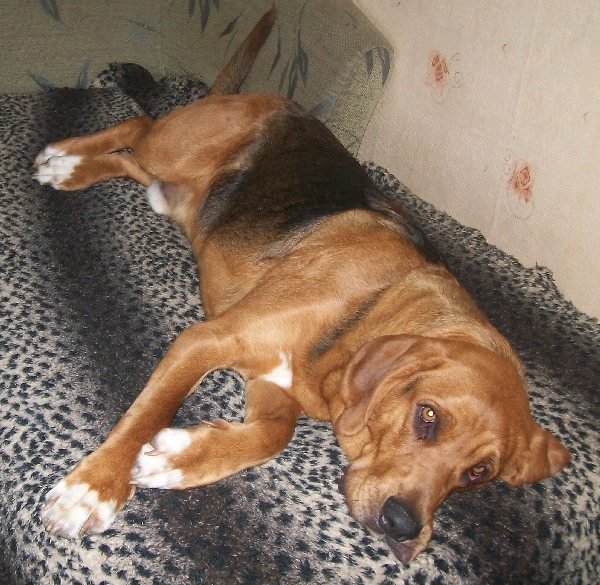 Obraz 002.jpg