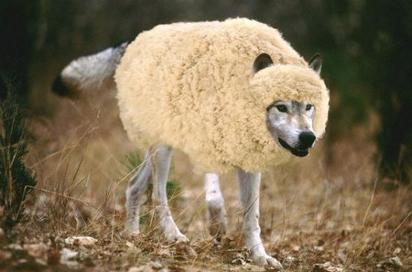 owca.jpg