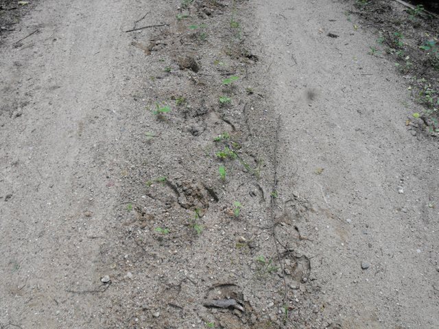 DSCF5277.JPG