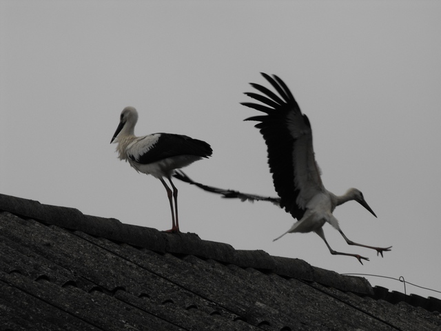 DSCF5772.JPG