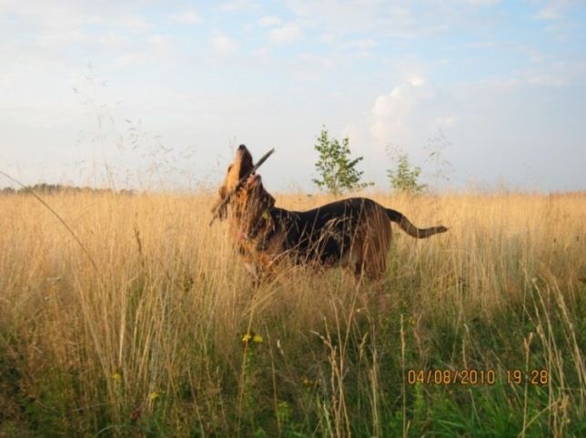 A patyki?? lepsze niz piłka;&gt;