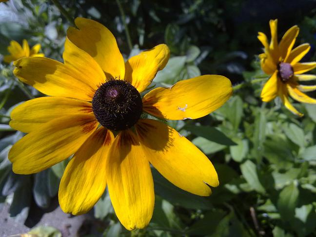 rudbekia