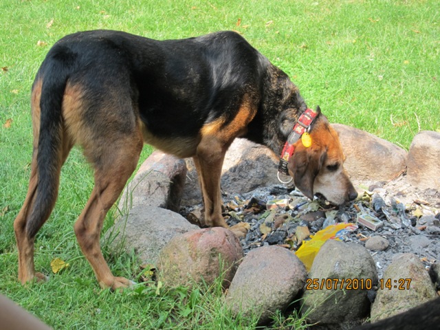 kontrola ogniska