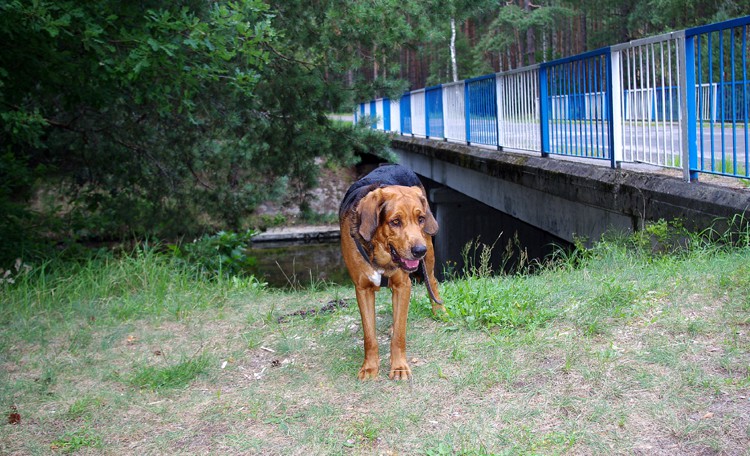 Bory Tucholskie.jpg
