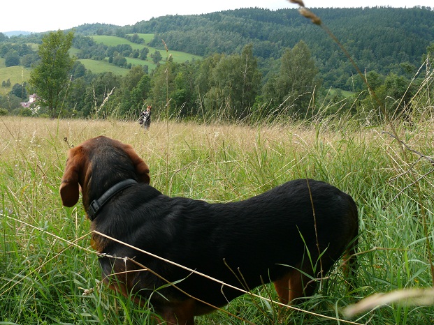 Podziwiał widoki.