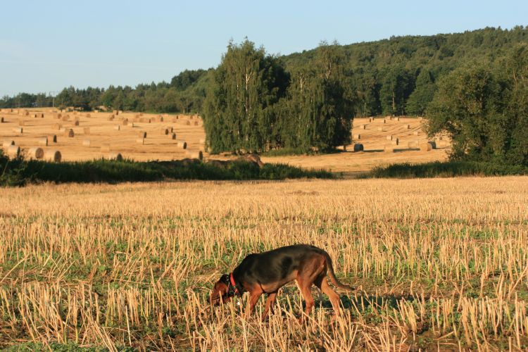 Grzeczny Zagaj
