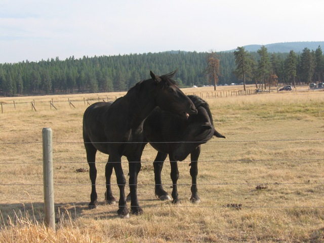 fryzki