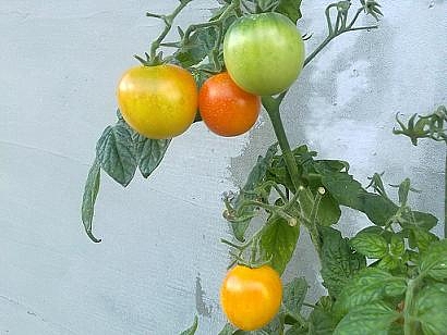 040920101465.jpg