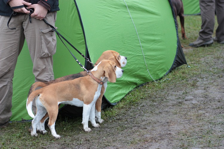 beagle x 2.jpg