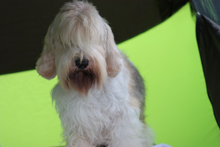 petit basset griffon vendeen.jpg
