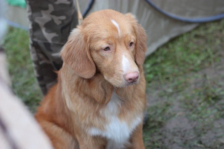 Nova Skotia Retriever.jpg