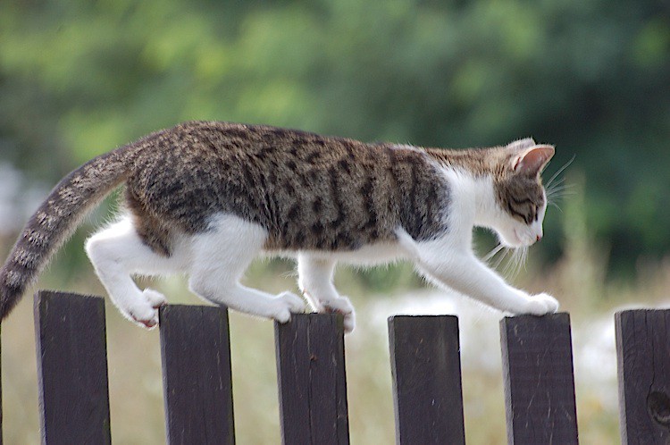Ciekawe czy tu też będzie mnie ganiał szczeniak jeden! Miau!