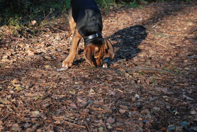 DSC_0638.jpg