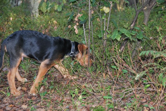 DSC_0642.jpg