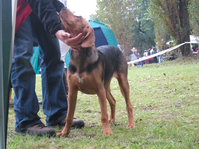 Dusia opisywana