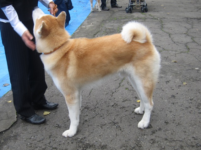 chorzow08.JPG