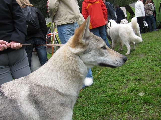chorzow09.JPG