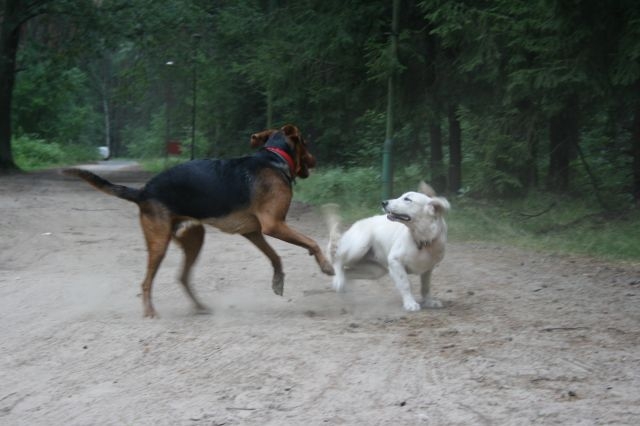 Sekret 028.JPG