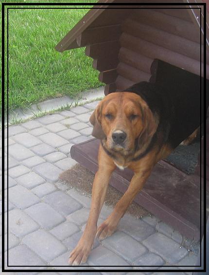 W lecie często śpi w budzie :)<br />A nos jak zwykle ubrudzony od kopania w ziemi ^^